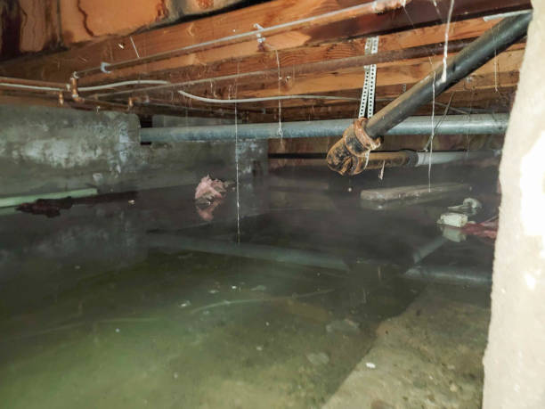 Best Flood damage cleanup  in Marion, PA